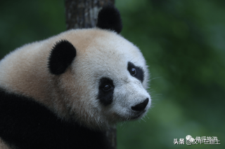 网易:新澳彩2024年免费资料查询-实验造成大熊猫“花嘴巴”伤口？谣言