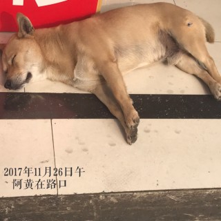 搜狐:新澳彩资料免费长期公开五十期-大黄狗离世前想要最后的抚摸