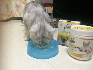 知乎：香港期期准资料大全-猫咪拉稀吃什么药