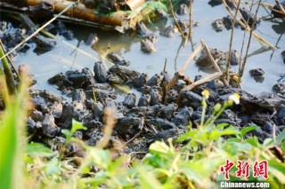 搜狐:2024新澳精准资料免费大全-广西桂林暴雨后青蛙坐竹排出行