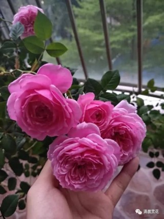 微博订阅:今晚澳门开准确生肖12月4日-或多两撇念什么