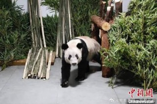 网易:2024澳门今晚开奖号码-官方辟谣陕西人阻止大熊猫七仔出国