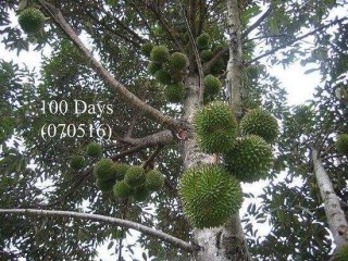 火山视频:最准一肖一码一一子中特-榴莲树长什么样子图片