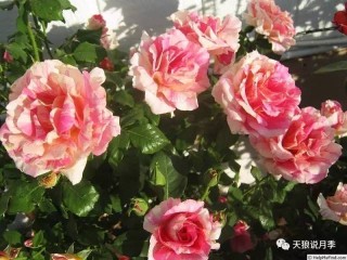 搜狐:2024澳门资料大全正版资料免费-月季花是什么颜色