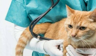 知乎：香港期期准资料大全-猫咪拉稀吃什么药