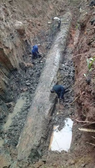 腾讯：2024澳门开奖结果查询-四川马边发现3米高巨型乌木被暂扣