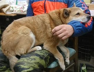 搜狗订阅:澳门资料免费大全-大黄狗留守老家 主人赶回接到身边