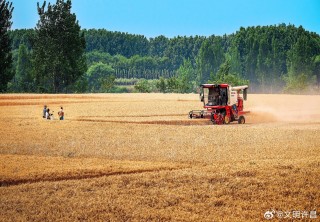抖音视频:2024年奥门特马资料图59期-老人担心下雨凌晨三点路边收麦