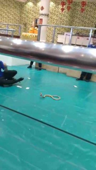 知乎：澳门正版资料免费大全精准-男子吃饭遇蛇爬脚面吓到原地起飞