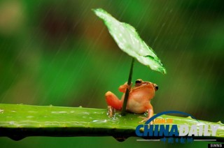 搜狐:2024新澳精准资料免费大全-广西桂林暴雨后青蛙坐竹排出行