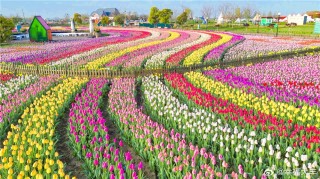 百家号:2024澳门资料免费大全-荷兰的国花是什么花