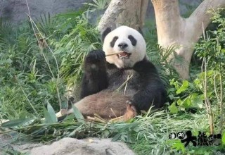 网易:2024澳门今晚开奖号码-官方辟谣陕西人阻止大熊猫七仔出国