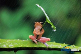 搜狐:2024新澳精准资料免费大全-广西桂林暴雨后青蛙坐竹排出行