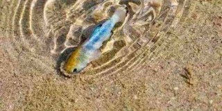 网易:今晚澳门开准确生肖12月4日-暴雨后女子捡回40斤重大鱼