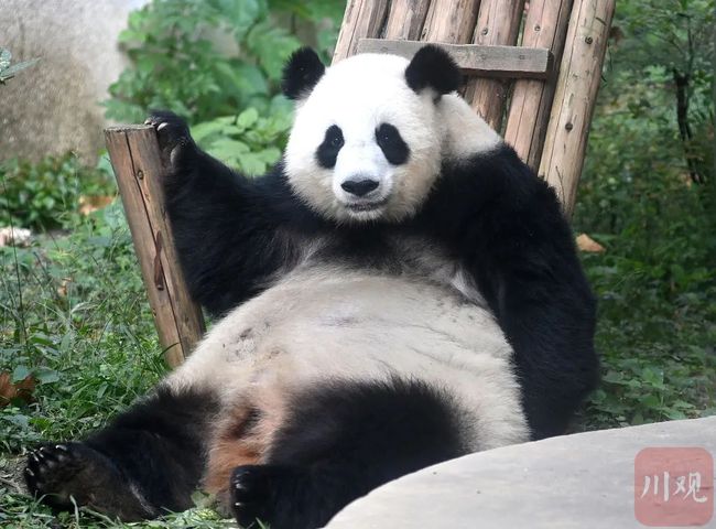 中新网:新澳门资料免费资料大全-大熊猫的尾巴是什么颜色  第2张