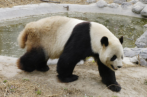 中新网:新澳门资料免费资料大全-大熊猫的尾巴是什么颜色  第3张