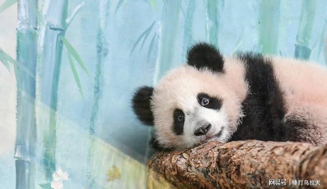 网易:新澳彩2024年免费资料查询-实验造成大熊猫“花嘴巴”伤口？谣言  第1张