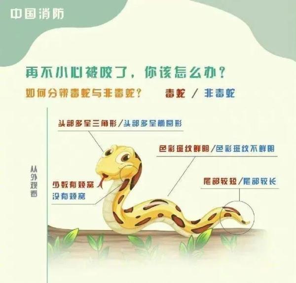 知乎：澳门正版资料免费大全精准-男子吃饭遇蛇爬脚面吓到原地起飞  第3张