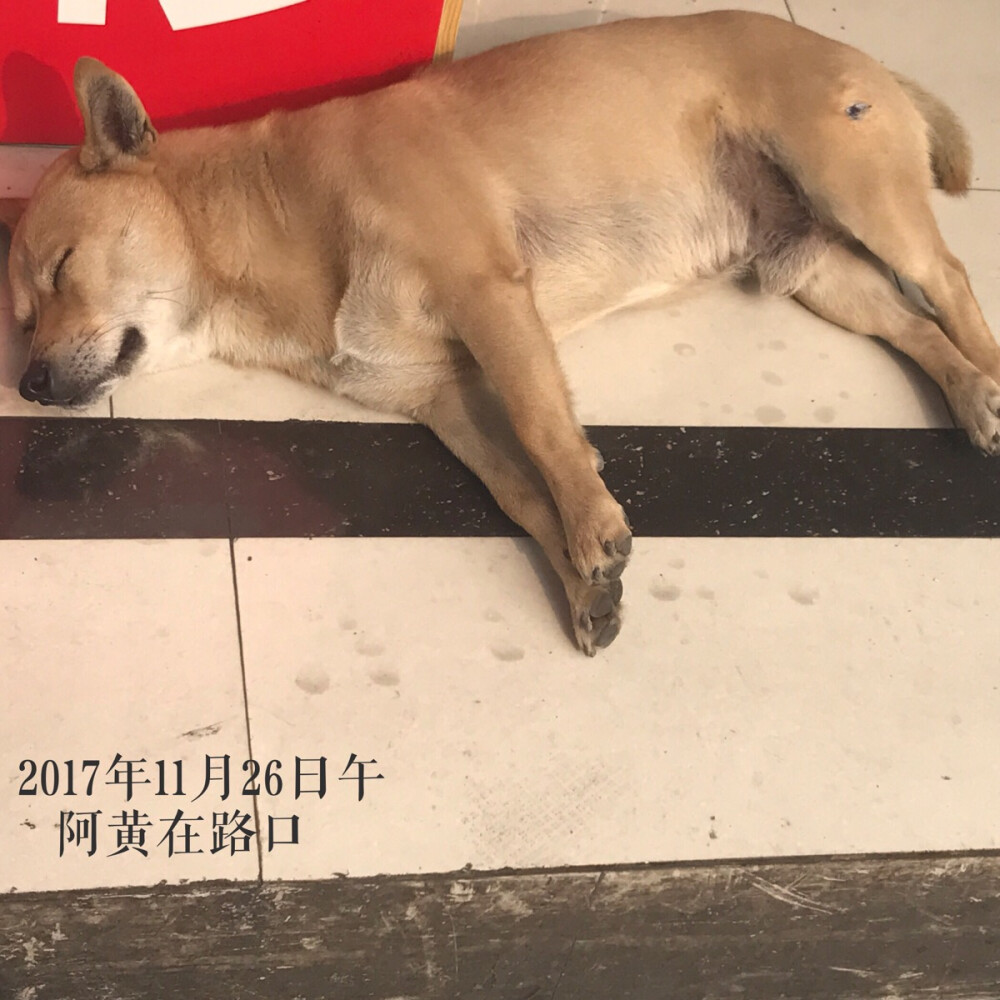 搜狐:新澳彩资料免费长期公开五十期-大黄狗离世前想要最后的抚摸  第2张