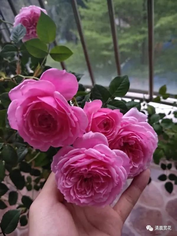 微博订阅:今晚澳门开准确生肖12月4日-或多两撇念什么  第1张